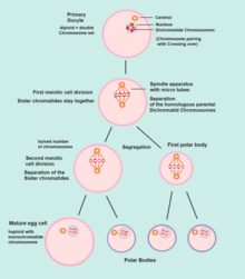 oogenesis meiosis