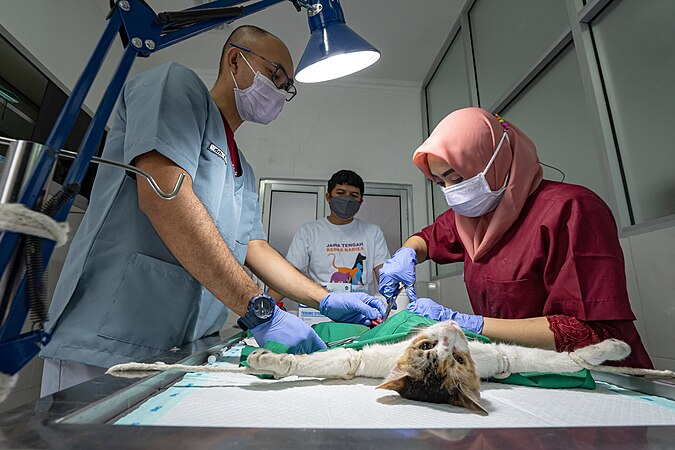 Cat sterilization process in the operating room. Photo by Giri Wijayanto