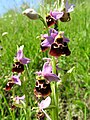 Ophrys holosericea France - Fort Louis