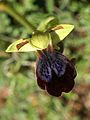 Ophrys iricolor flower Greece - Peloponnese