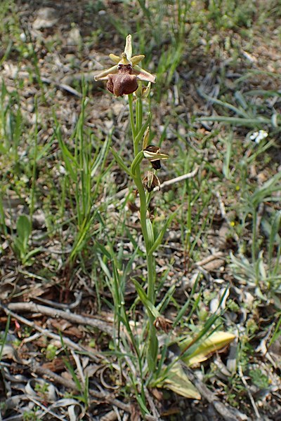 File:Ophrys mammosa kz13.jpg