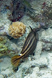 Spherical form with the orangespotted filefish (Cantherhines pullus) Orangespotted filefish Cantherhines pullus (2414876116).jpg