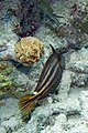 Orangespotted filefish Cantherhines pullus (2414876116).jpg