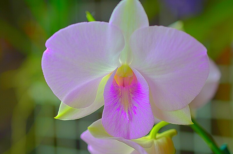 File:Orchid at 2017 Oregon State Fair - Kirt Edblom.jpg