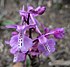 Orchis anatolica - Flickr 003.jpg