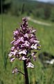 Orchis × hybrida Germany - Kaiserstuhl, Liliental