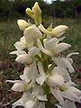 Orchis mascula var. alba plant Germany - Saarland