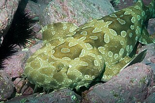 <span class="mw-page-title-main">Spotted wobbegong</span> Species of shark