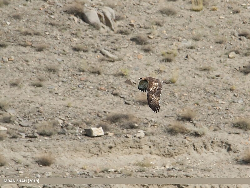 File:Oriental Honey Buzzard (Pernis ptilorhynchus) (49029547411).jpg