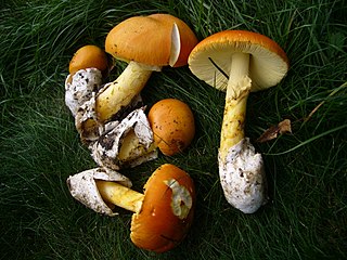 <i>Amanita caesarea</i> Species of fungus