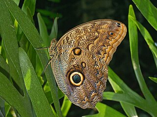 <i>Caligo illioneus</i> Species of butterfly