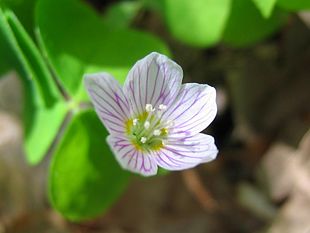 Skovsyre (Oxalis acetosella)Foto: Kristian Peters