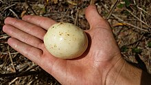 Oxera splendida fruit on palm of hand.jpg