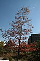 Oxydendrum arboreum, or sourwood.