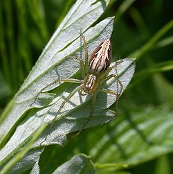 Oxyopes sertatus f adult1.jpg