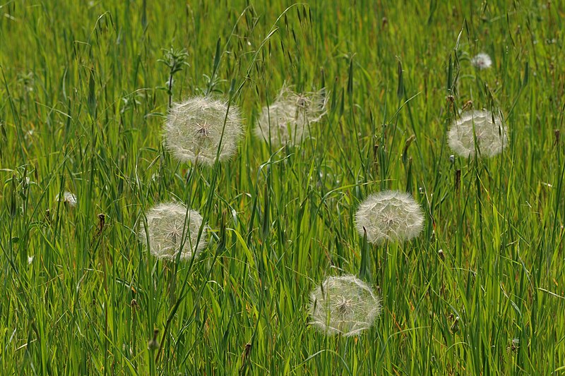 File:Oyster plant - Tragopogon porrifolius.JPG