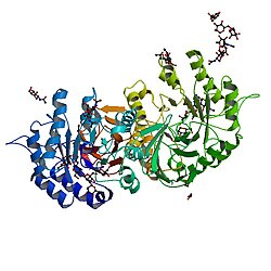 The enzyme alpha-galactosidase A (α-GalA)