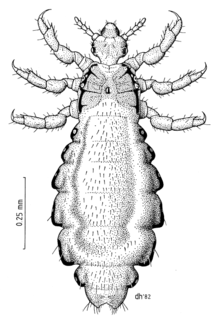 Head louse - Wikipedia