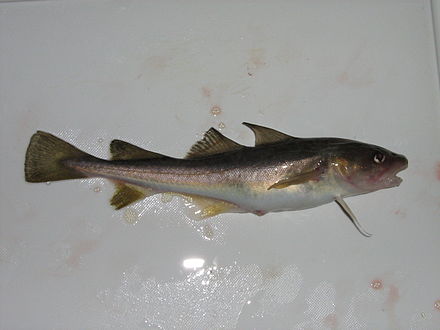 Atlantic tomcod (Microgadus tomcod)) POULAMON2.JPG