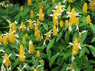 <i>Pachystachys lutea</i> Species of plant