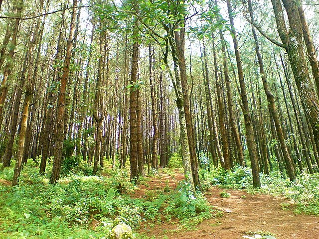 Image: Pain Forest, Vagamon   panoramio