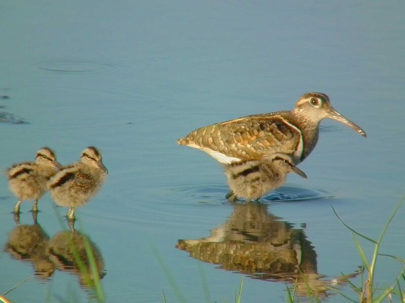 File:Painted snipe family.jpg