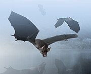 Palaeochiropteryx