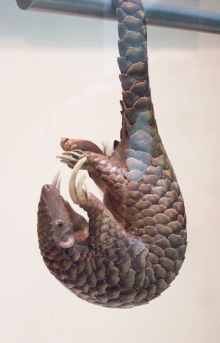 Pangolin's tail.jpg