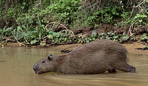 Pantanal capybara JF5.jpg