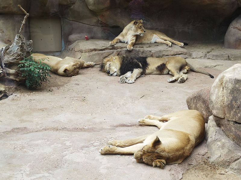 File:Panthera leo at the Denver Zoo-2012-08-24-IMG 0068.jpg