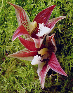 <i>Paphinia lindeniana</i> Species of orchid