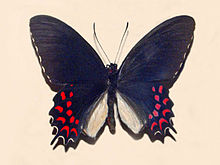 Papilionidae - Parides photinus.JPG