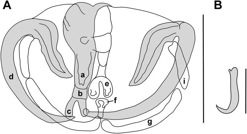 File:Parasite170100-fig2 Paradiplozoon hemiculteri (Monogenea, Diplozoidae).png