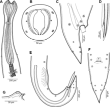 Parasite180099-fig4 Cucullanus gymnothoracis (Nematoda، Cucullanidae) .png