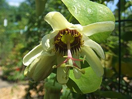 Passiflora yucatanensis