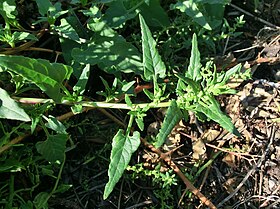 Patellifolia procumbens