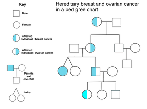 Women with ovarian or breast cancer in a pedigree chart of a family PedigreechartC.png