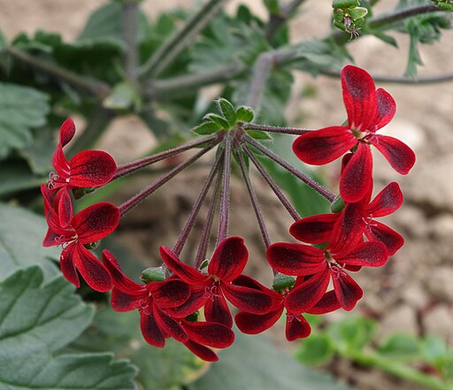 Pelargonium ardens