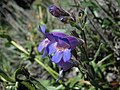 Flowers of Penstemon gormanii