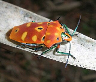 <i>Cantao ocellatus</i> Species of true bug