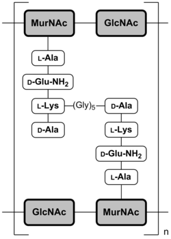 Shematski prikaz peptidoglikana pri Staphylococcus aureus.[7] MurNAc = acetilmuraminska kislina; GlcNAc = N-acetilglukozamin