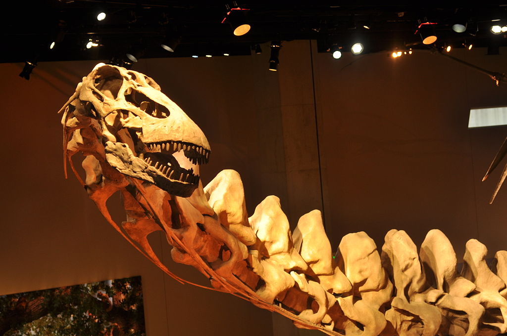 close up of head of a dinosaur fossil perot museum dallas texas