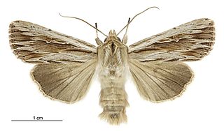 <i>Persectania aversa</i> Species of moth endemic to New Zealand