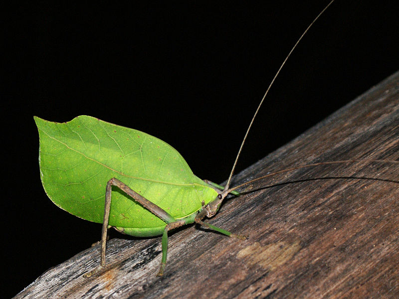 Файл:Peruvian Leaf Katydid.jpg