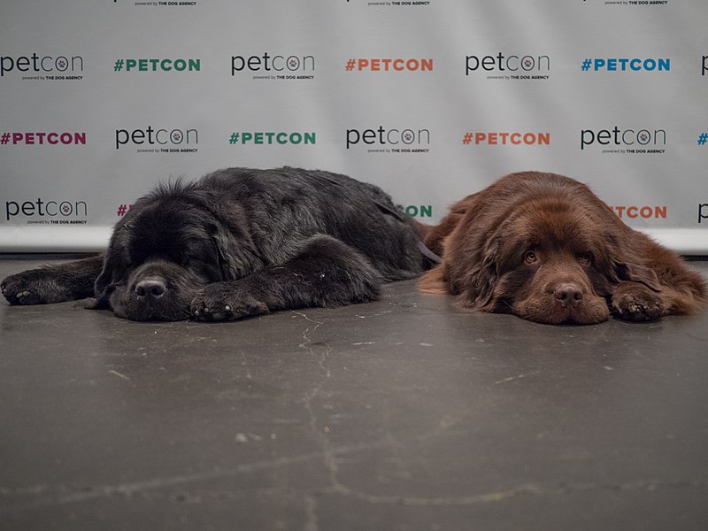 File:Petcon (81199).jpg