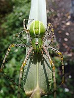 Adult female Peucetia formosensis