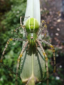 A Peucetia female, showing the eye pattern and the "flat-faced" appearance typical of the Oxyopidae. In this species the leg bristles are only moderately developed. Peucetia-formosensis-female.jpg