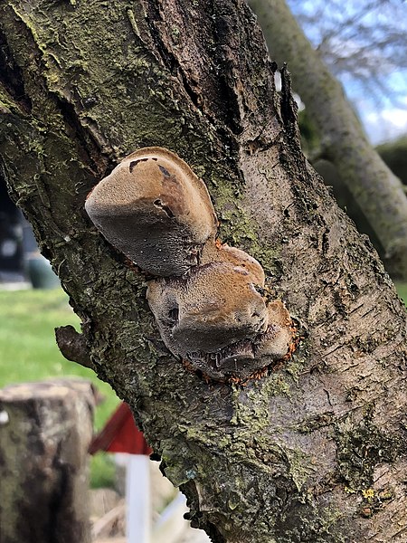 File:Phellinus pomaceus 64125543.jpg