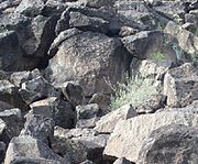 Hohokam Petroglyph scene. The Petroglyphs in this site are dated from 700 AD to 1050 AD..