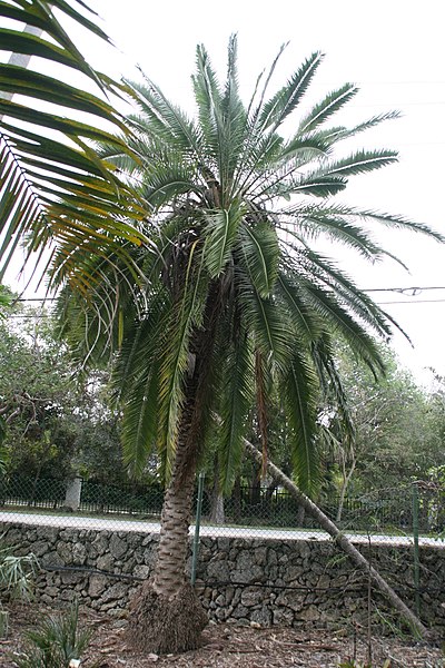 File:Phoenix reclinata X roebelenii 4zz.jpg